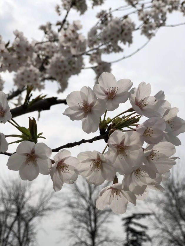 春暖花开忙踏青